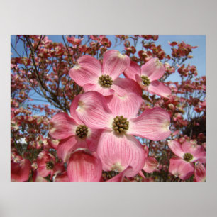 Impressões artísticas de flores de dogwood na prim