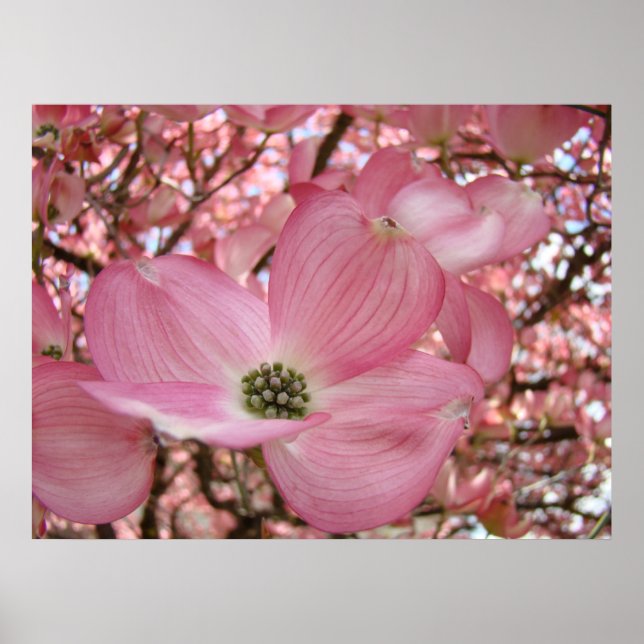 Impressões Artísticas de Flores de DOGWOOD Posters (Frente)