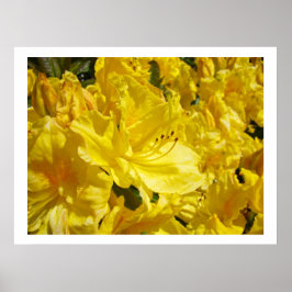 Impressões artísticas de flores de Rhodies amarelo