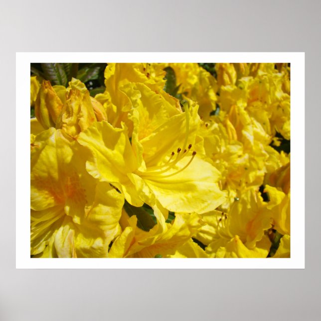 Impressões artísticas de flores de Rhodies amarelo (Frente)