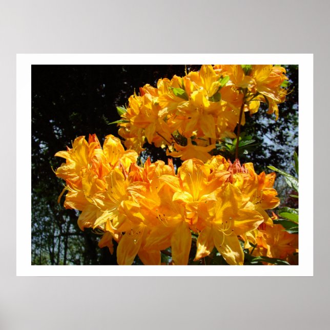 Impressões artísticas de flores Rhodies amarelo la (Frente)