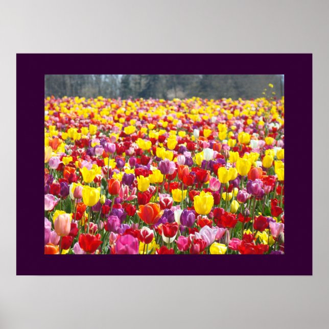 Impressões Artísticas do Festival de Flores de Tul (Frente)