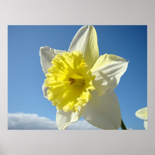 IMPRESSÕES ARTÍSTICAS Flores de Narciso Amarelo Ob (Frente)