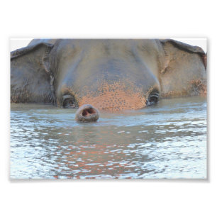 Impressões da foto: Fotografia dos animais