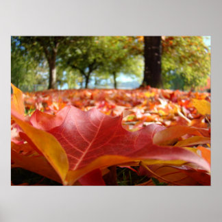 Impressões de arte da natureza Fotografia Folhas d
