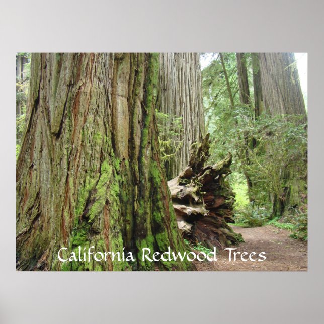 Impressões de arte das árvores de Redwood da Calif (Frente)