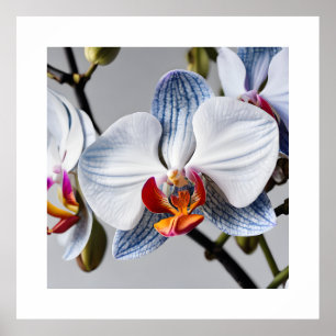 Impressões de Arte das Orquídeas Phalaenopsis Azul