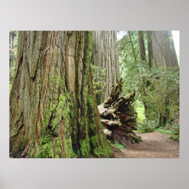 Impressões de arte de árvores da floresta de Redwo (Frente)