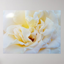 Impressões de arte de flor de rosa branca Jardim B
