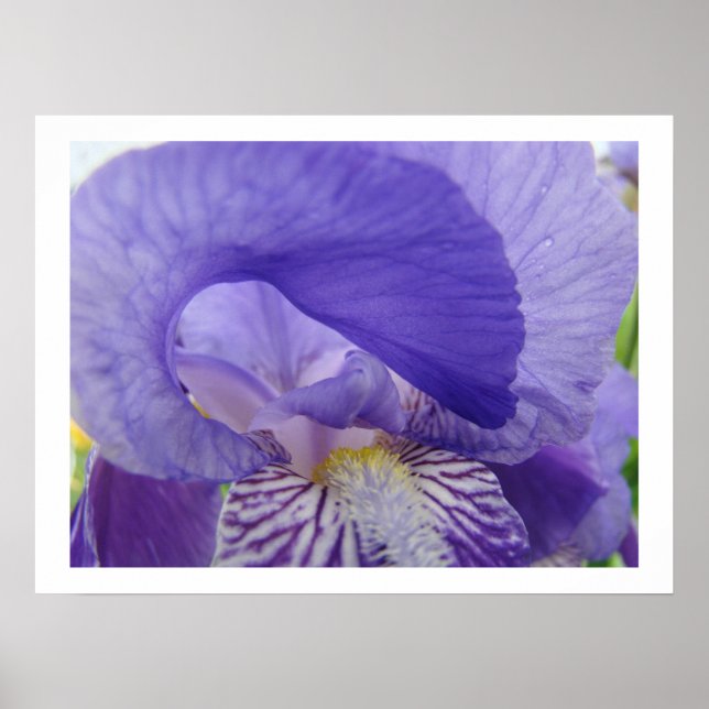 Impressões de arte de flores de Íris Flores roxas  (Frente)