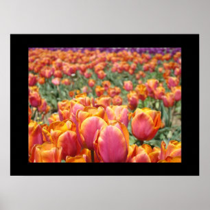 Impressões de arte de flores de tulipas coloridas 