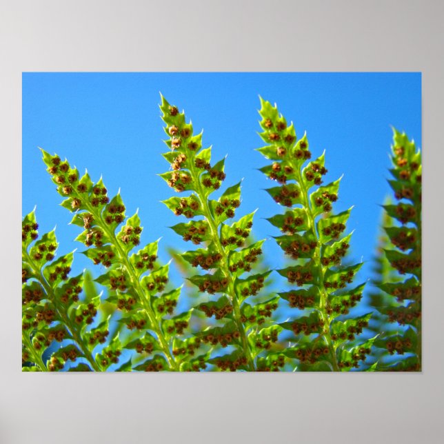 Impressões de arte de folhas de FERN Artwork moldu (Frente)