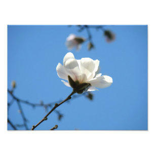 Impressões de arte de foto de céu azul Flor de Mag