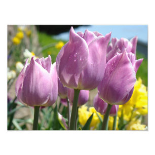 Impressões de Arte de Fotografia da Natureza Tulip