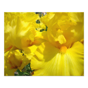 Impressões de Arte de Fotografia Flores de Íris Am
