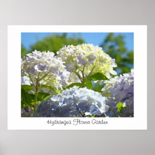 Impressões de arte de jardim de flores de Hortênsi