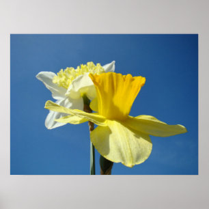 Impressões de arte de narcisos da primavera Floral