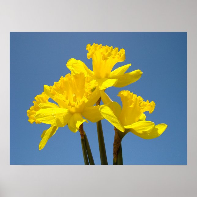 Impressões de arte de pôster de Flores de Narciso  (Frente)