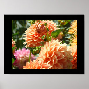 Impressões de arte decorativa Flores de Dália Lara