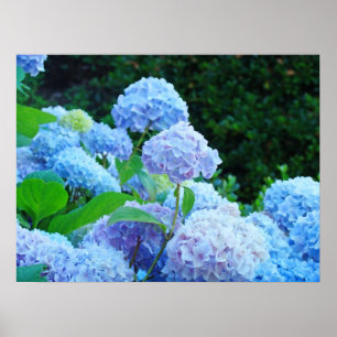 Impressões de Arte Fina Azul Hidrópias Florais