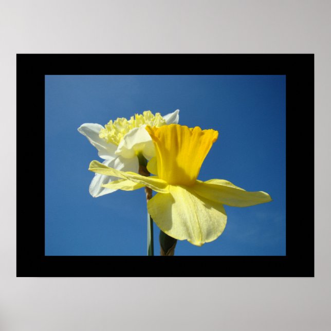 Impressões de Arte Fina da Primavera Narciso Amare (Frente)
