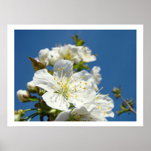 Impressões de arte fina de flores de cerejeira Céu