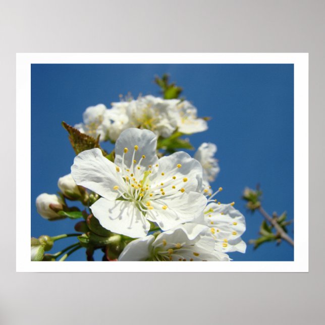 Impressões de arte fina de flores de cerejeira Céu (Frente)