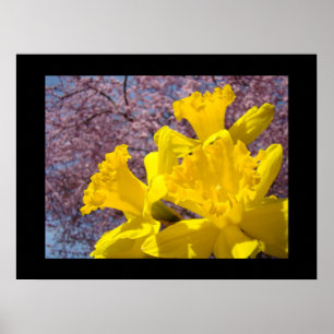 Impressões de Arte Fina de Flores de Narciso Flor