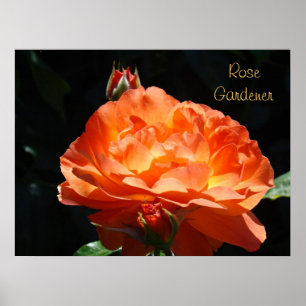 Impressões de Arte Fina de Jardineiro de Rosas Ros