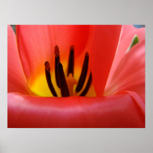 Impressões de Arte Fina Flores de Tulipa Vermelha 