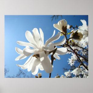 Impressões de Arte Flor de Magnólia Branca Primave