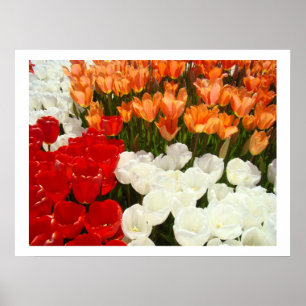Impressões de Arte Flor de Tulipa Fotografia da Na