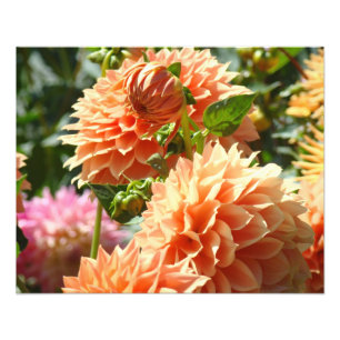 Impressões de arte floral de fotografia Flor de Dá