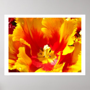 Impressões de Arte Floral Flor de Tulipa Vermelho