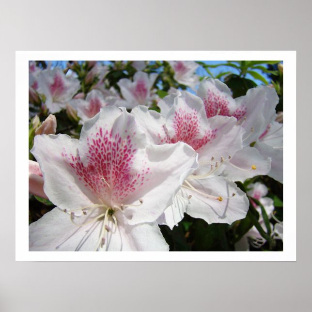 Impressões de arte floral Flores de Azaléia Branca (Frente)