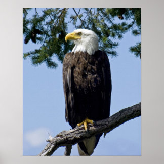 Impressões de Belas Artes Bald Eagle
