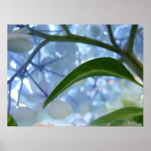 Impressões de Flores de Hortênsia Azul de Arte Fin