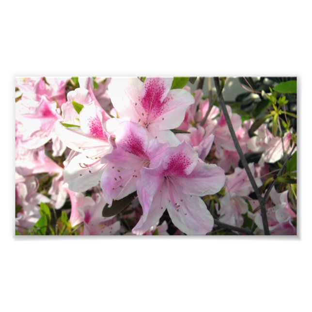 Impressões de Fotografia de Cor Floral Azalea Rosa (Frente)
