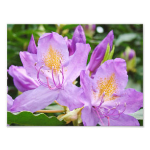 Impressões de Fotografia Floral Rododendros Roxos