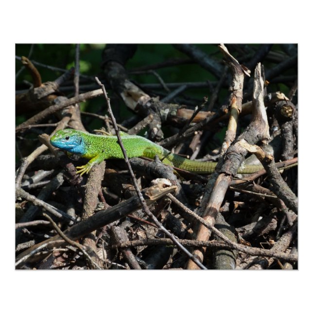Impressões de Fotos de Lagarto Verde (Frente)
