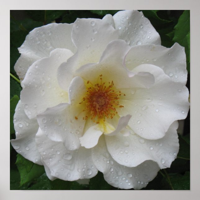 Impressões de Poster de rosa branco (Frente)