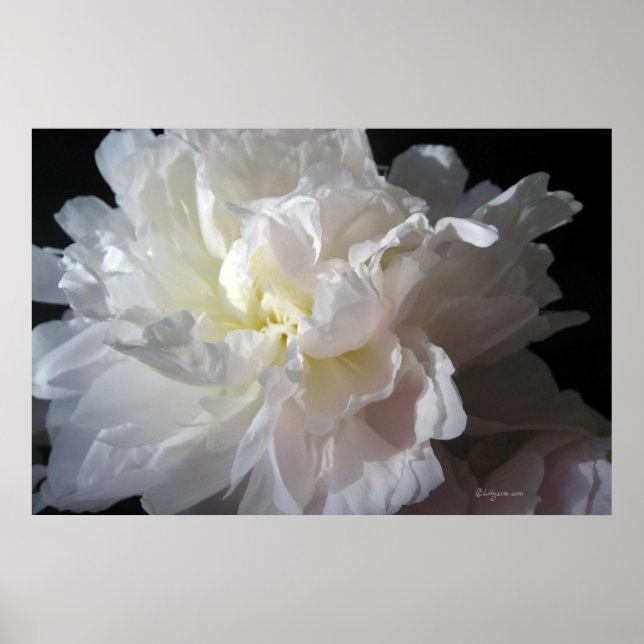 Impressões de Poster do Blossom de Peonia Branca (Frente)