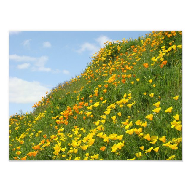 Impressões florais de fotografia Flores de Papoula (Frente)