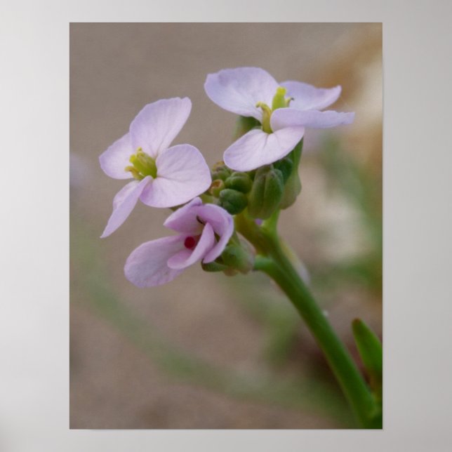Impressões Fotográficas de Flores (Frente)