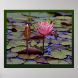 Impressões Lily Pad Photo - 24x20-outros tamanhos
