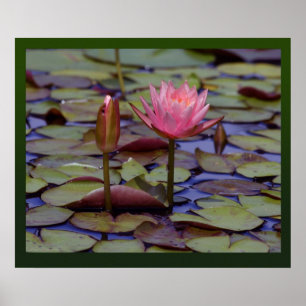 Impressões Lily Pad Photo - 24x20-outros tamanhos