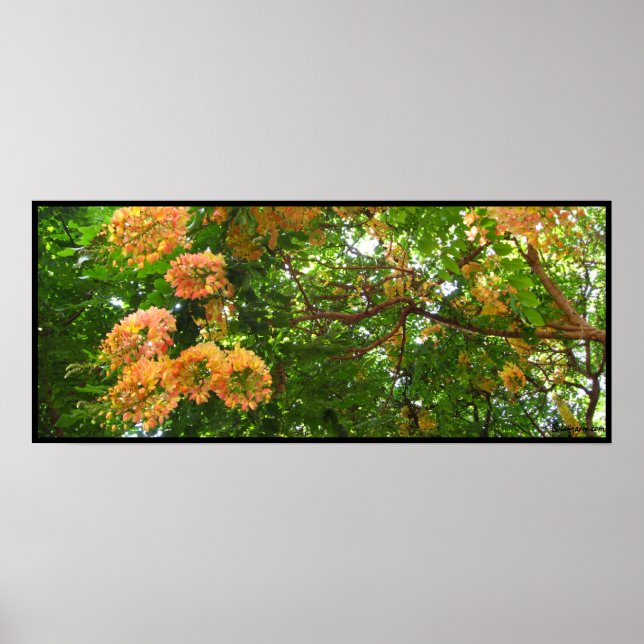 Impressões Poster Chá Rainbow Tree Hawaii (Frente)