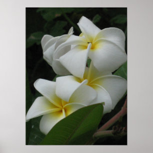 Impressões Poster de Frangipanis