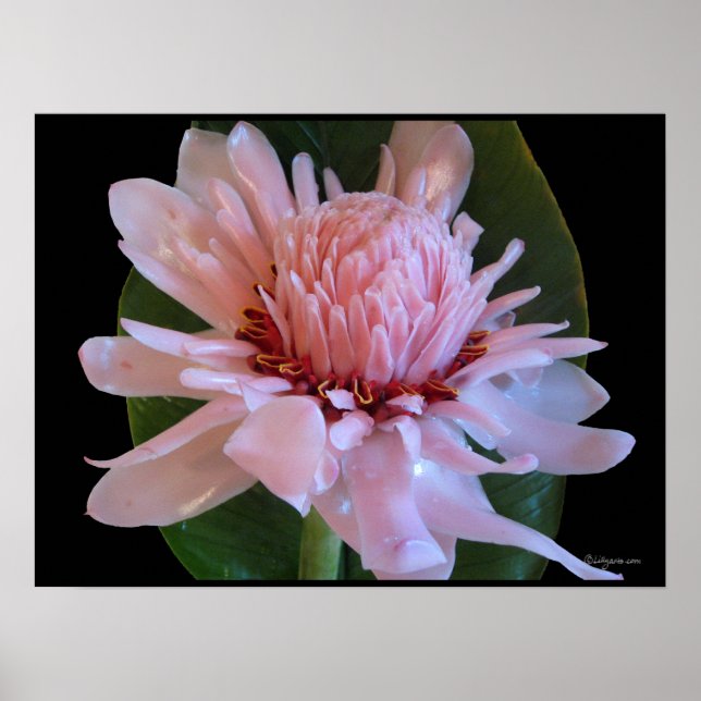 Impressões Poster Exóticos De Torch Rosa Ginger Ha (Frente)