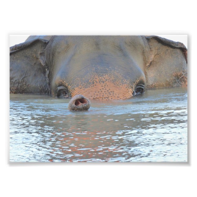 Impressões: Vida selvagem e fotografia natural (Frente)